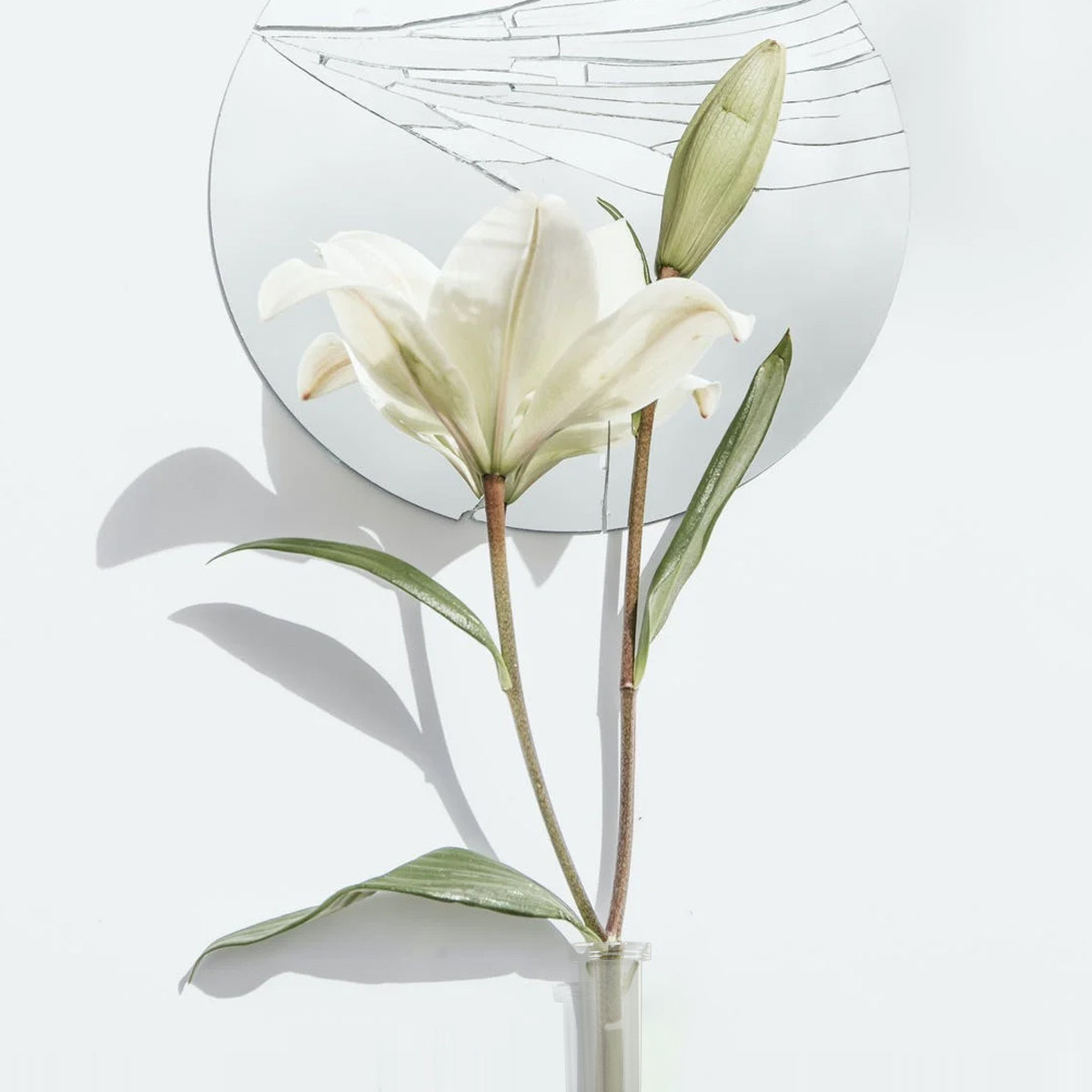 50Pcs Flower Water Tube Essent - Florist Flower Supply 评论和价格